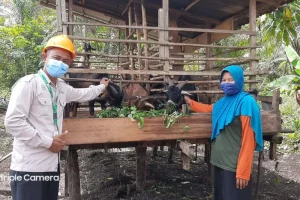 Warga Lubuk Gaung Dumai puji kepedulian PT SDS salurkan bantuan ternak Kambing