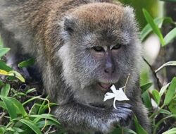 Ini upaya PHR agar kawanan Kera tidak muncul saat kunjungan Jokowi ke Dumai