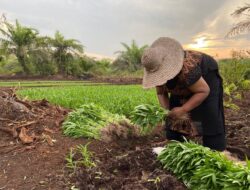 Pertamina Pakning kembangkan lahan eks karhutla dan cetak pelopor petani siaga