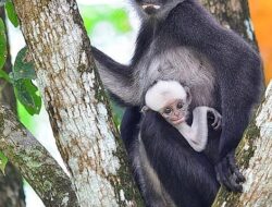 Ini bukti nyata area operasi PHR berdampingan harmonis dengan hewan liar dan langka