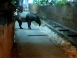 BBKSDA sisiri lokasi kemunculan Tapir di pemukiman warga Dumai