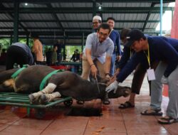 Kilang Pertamina Dumai salurkan 98 hewan kurban
