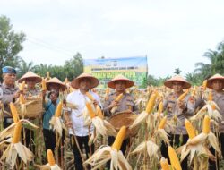 Kapolres Dumai panen Satu Ton Jagung Pipil diatas lahan setengah hektare