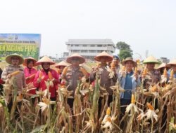 Polres Dumai kembali panen Jagung Pipil di Kecamatan Dumai Kota
