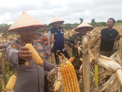 Sukseskan Panen Raya Jagung Pipil 4,5 ton, Kapolres Dumai dukung penuh ketahanan pangan nasional