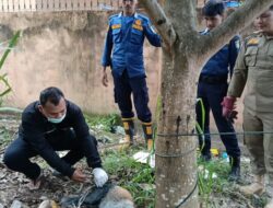 Petugas gabungan evakuasi seekor Anjing dicurigai Rabies di Rimba Sekampung Dumai