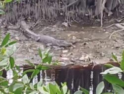 Camat Dumai Kota ingatkan warganya waspadai kehadiran Buaya di sungai