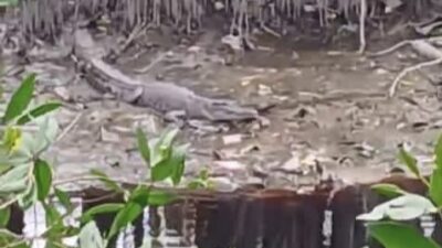Camat Dumai Kota ingatkan warganya waspadai kehadiran Buaya di sungai