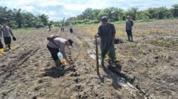 Polsek Sungai Sembilan Dumai lancarkan lagi tanam Jagung Pipil empat hektare di lahan warga Tanjung Penyembal