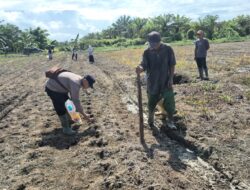 Polsek Sungai Sembilan Dumai lancarkan lagi tanam Jagung Pipil empat hektare di lahan warga Tanjung Penyembal
