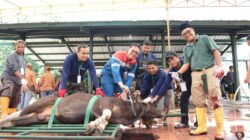 Idul Adha tahun ini Pertamina Kilang Dumai distribusikan 100 sapi dan kambing kurban