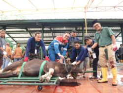Idul Adha tahun ini Pertamina Kilang Dumai distribusikan 100 sapi dan kambing kurban