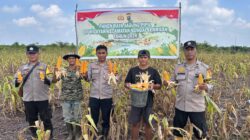 Polsek Sungai Sembilan Dumai dan warga perkuat ketahanan pangan lewat panen 1,2 ton Jagung Pipil