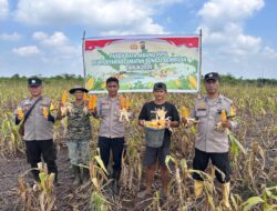 Polsek Sungai Sembilan Dumai dan warga perkuat ketahanan pangan lewat panen 1,2 ton Jagung Pipil