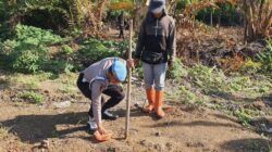 Polsek Pelabuhan Dumai dampingi lahan tanaman jagung Poktan Tuah Brata Pangan