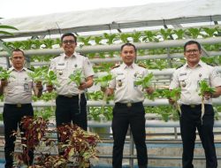 Cocok tanam pertanian warga binaan Rutan Dumai hasilkan panen Sayur Pakcoy dan Kangkung