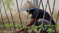 Rutan Dumai konsisten dukung ketahanan pangan lewat pemanfaatan lahan SAE tanami Kacang Panjang