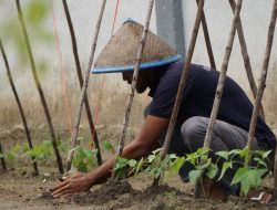 Rutan Dumai konsisten dukung ketahanan pangan lewat pemanfaatan lahan SAE tanami Kacang Panjang